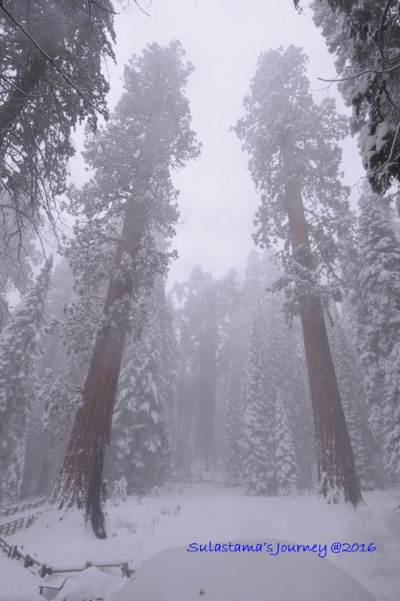sequoia4